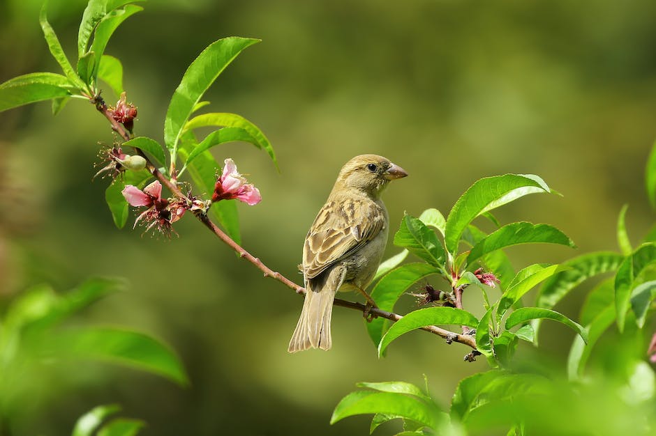 blossoming birds instagram